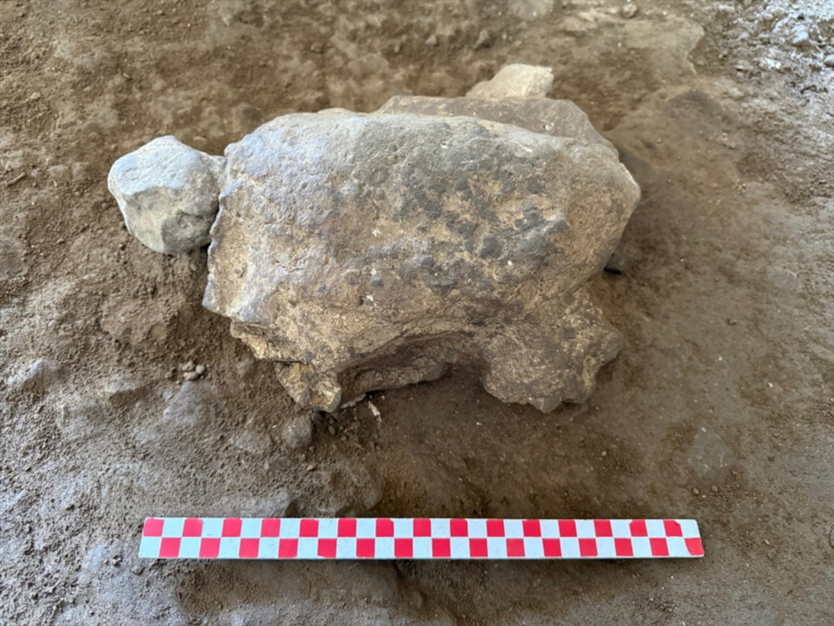 A cave full of stone turtles